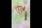 Mittlerer Perlmutterfalter (Argynnis niobe) 05