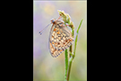 Mittlerer Perlmutterfalter (Argynnis niobe) 03