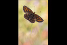 Baldrian-Scheckenfalter (Melitaea diamina) 03