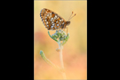 Baldrian-Scheckenfalter (Melitaea diamina) 01