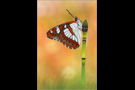 Blauschwarzer Eisvogel (Limenitis reducta) 01