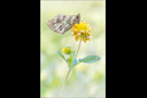 Ähnlicher Perlmutterfalter (Boloria napaea) 01