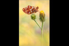 Hochalpen-Perlmutterfalter (Boloria pales) 03