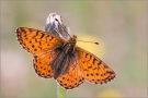 Hochalpen-Perlmutterfalter (Boloria pales) 05