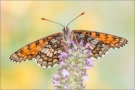 Westalpiner Scheckenfalter (Melitaea varia) 02