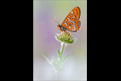 Maivogel (Euphydryas maturna) 03