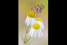 Flockenblumen-Scheckenfalter 05 (Melitaea phoebe)
