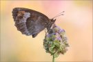 Graubindiger Mohrenfalter (Erebia aethiops) 01