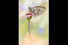 Ähnlicher Perlmutterfalter (Boloria napaea) 03