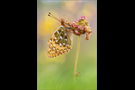 Großer Perlmutterfalter 01 (Argynnis aglaja)