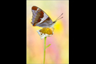 Großer Schillerfalter (Apatura iris) 02