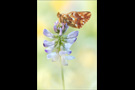 Hochalpen-Perlmutterfalter (Boloria pales) 09