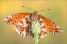 Hochalpen-Perlmutterfalter (Boloria pales) 04