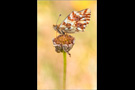 Hochalpen-Perlmutterfalter (Boloria pales) 02