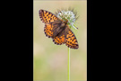 Hochalpen-Perlmutterfalter (Boloria pales) 06