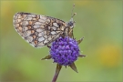 Wachtelweizen-Scheckenfalter 01 (Melitaea athalia)