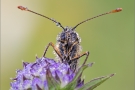 Wachtelweizen-Scheckenfalter 02 (Melitaea athalia)