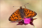 Bräunlicher Scheckenfalter 02 (Melitaea trivia)