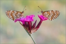 Leinkraut-Scheckenfalter 01 - (Melitaea deione)