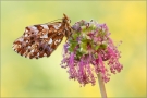 Magerrasen-Perlmutterfalter (Boloria dia) 03