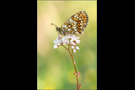 Wachtelweizen-Scheckenfalter 03 (Melitaea athalia)