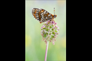 Westlicher Scheckenfalter 01 (Melitaea parthenoides)