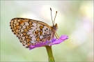 Flockenblumen-Scheckenfalter 02 (Melitaea phoebe)