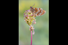 Westlicher Scheckenfalter 03 (Melitaea parthenoides)