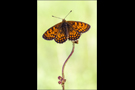 Westlicher Scheckenfalter 02 (Melitaea parthenoides)