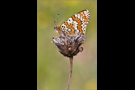 Wegerich-Scheckenfalter 03 (Melitaea cinxia)