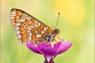 Goldener Scheckenfalter 03 (Euphydryas aurinia)