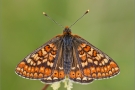 Goldener Scheckenfalter 04 (Euphydryas aurinia)