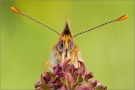 Wegerich-Scheckenfalter 05 (Melitaea cinxia)