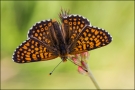 Wegerich-Scheckenfalter 04 (Melitaea cinxia)