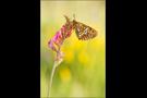 Westlicher Scheckenfalter 04 (Melitaea parthenoides)