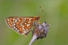 Goldener Scheckenfalter 05 (Euphydryas aurinia)