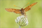 Goldener Scheckenfalter 01 (Euphydryas aurinia)