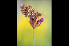 Westlicher Scheckenfalter 06 (Melitaea parthenoides)