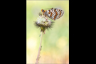 Roter Scheckenfalter 01 (Melitaea didyma)