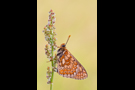 Goldener Scheckenfalter 06 (Euphydryas aurinia)