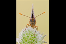 Ehrenpreis-Scheckenfalter 03 (Melitaea aurelia)