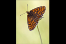 Ehrenpreis-Scheckenfalter 04 (Melitaea aurelia)