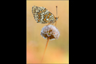 Flockenblumen-Scheckenfalter 04 (Melitaea phoebe)