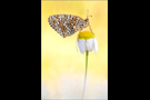 Flockenblumen-Scheckenfalter 01 (Melitaea phoebe)