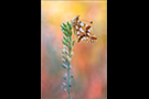 Kleiner Perlmuttfalter (Issoria lathonia) 01
