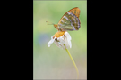 Kaisermantel 01 (Argynnis paphia)