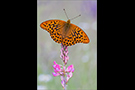 Kaisermantel 02 (Argynnis paphia)