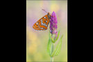 Maivogel (Euphydryas maturna) 01