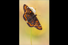 Maivogel (Euphydryas maturna) 02