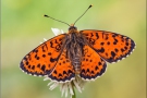 Roter Scheckenfalter (Melitaea didyma) 23